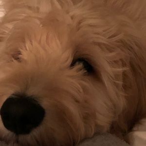 Meet your Posher, Kevin